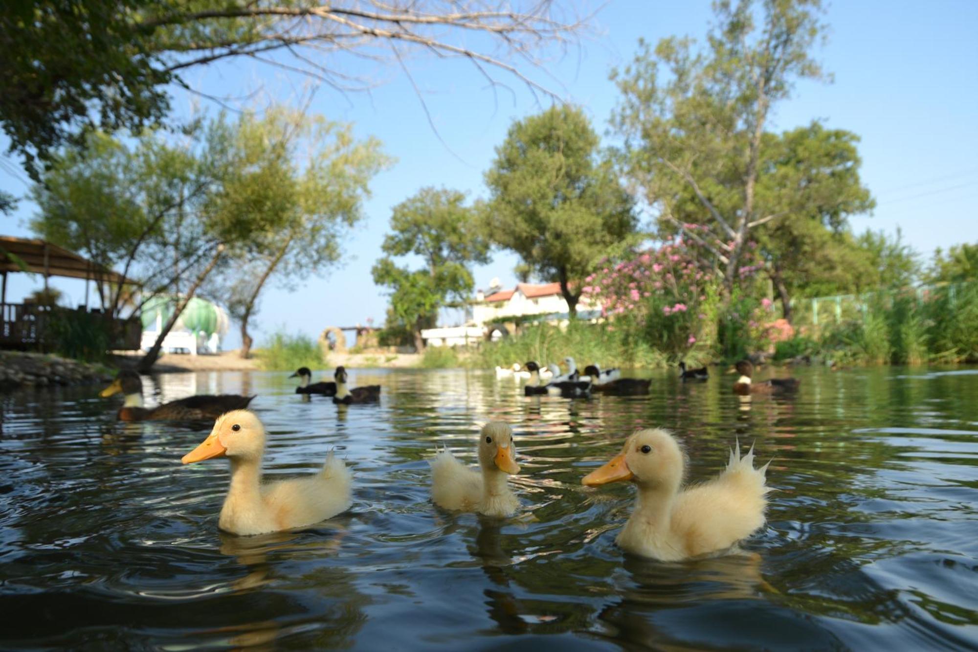 Yonca Lodge Fethiye Eksteriør billede